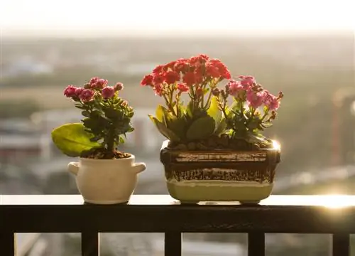 Vlammende Käthchen op het balkon: zo bloeit hij prachtig