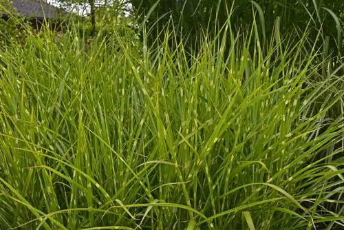 zebra grass balcony