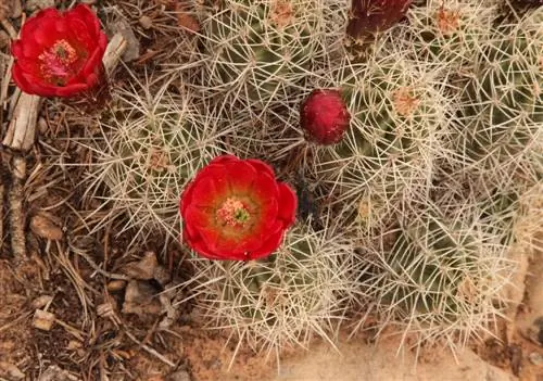 Echinocereus: cactus resistents per a tots els jardins