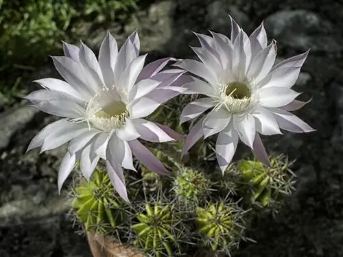 Echinopsis-soort: Fascinerende bloemen en groeivormen