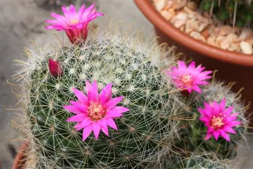 echinopsis ჰიბრიდული მოვლა