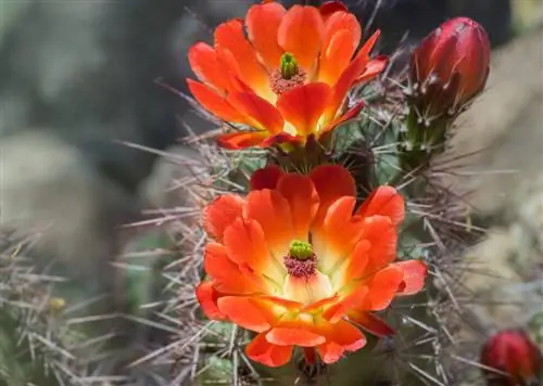 Echinopsis: el cuidado adecuado para flores magníficas