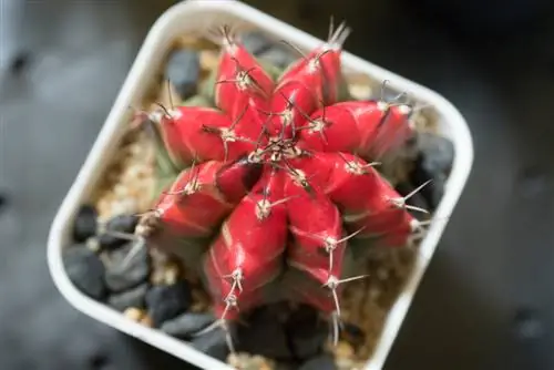 gymnocalycium mihanovichii bakımı