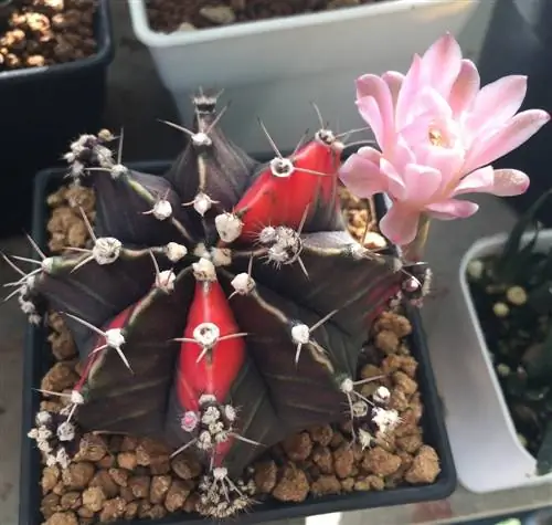 pangangalaga sa gymnocalycium