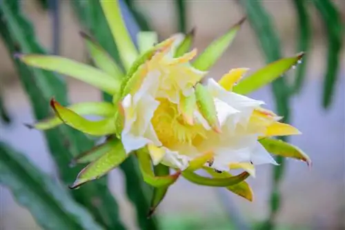 Cactus de fruta del dragón: así es como Hylocereus undatus prospera perfectamente