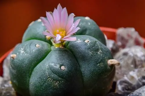 Lophophora williamsii уруктары: өстүрүү, кам көрүү жана көбөйтүү