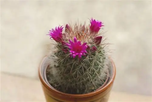 Mammillaria cacti: flowers, growth forms and care instructions