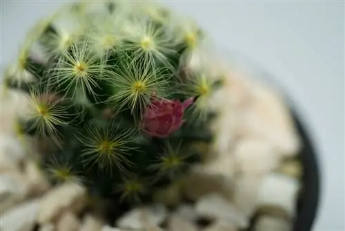 cuidado de mammillaria