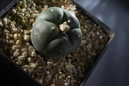 peyote кактусына күтім жасау