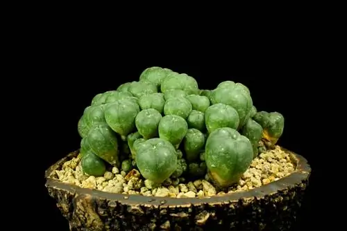 การปลูกกระบองเพชร Peyote: คำแนะนำง่ายๆ และเคล็ดลับสำคัญ