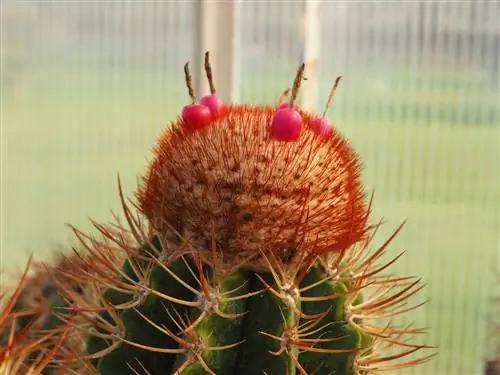 melocactus кам көрүү