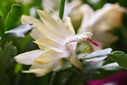 schlumbergera rūšys