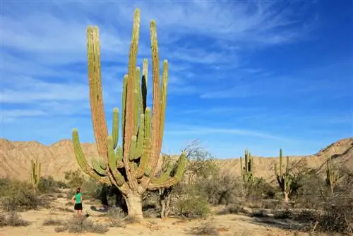 pachycereus pringlei care