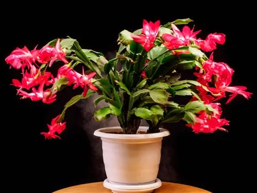 Schlumbergera truncata bakımı