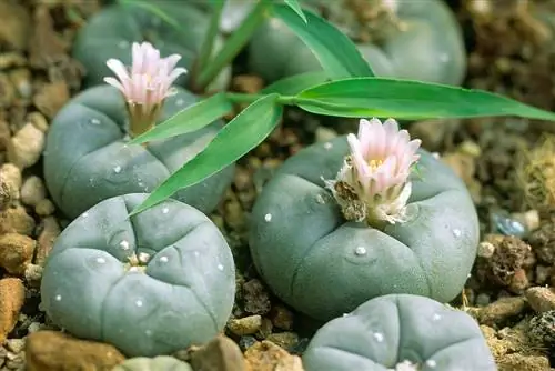 plantas de peyote