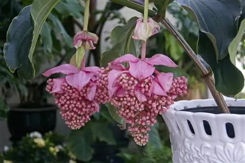 medinilla magnifica-beracun