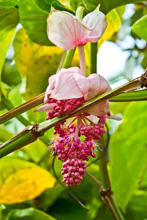 medinilla-magnifica-kahverengi-yapraklar