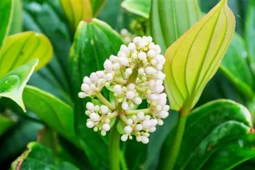 medinilla magnifica siektes