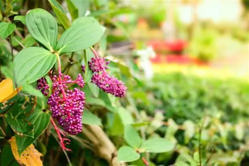 medinilla-magnifica-жоготуп-жалбырактары