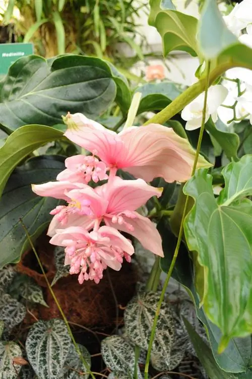 medinilla magnifica կտրում