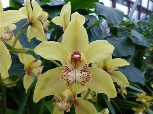 cymbidium-nie kwitnie