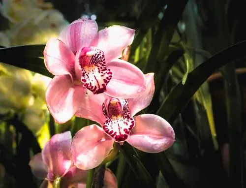 brote de flor de cymbidium