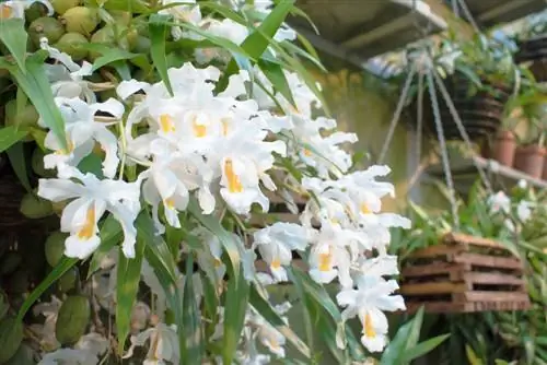 coelogyne cristata hoito