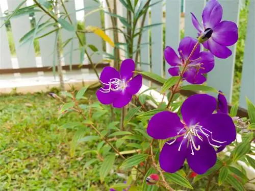 Violet tree in winter: location, care and temperature