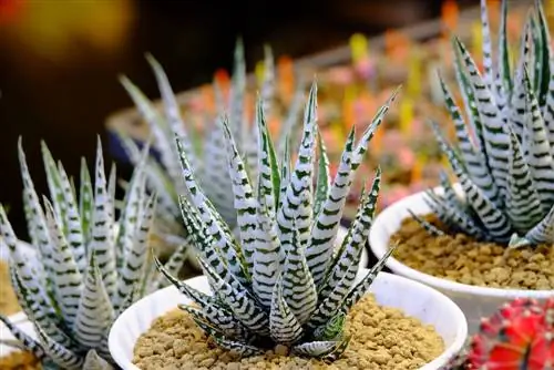 haworthia fajok