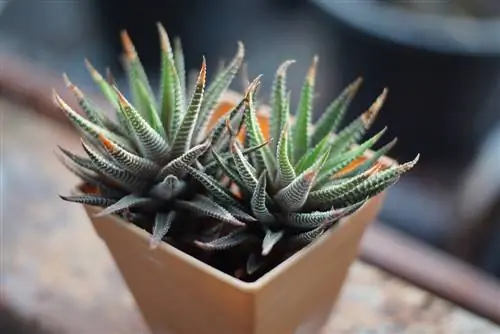 Haworthia Fasciata: 'n Nie-giftige opsie vir die huis