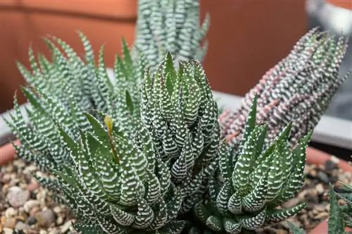 Chăm sóc cây Haworthia: Lời khuyên cho cây xương rồng khỏe và đẹp