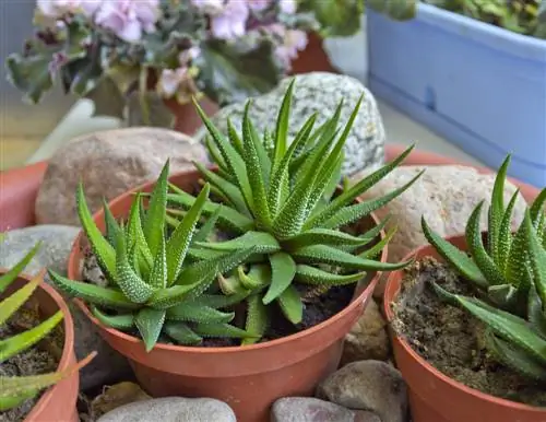 haworthia - ko'paytirish