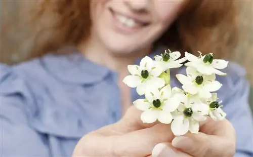 Let op: de melkster is giftig voor kinderen en dieren