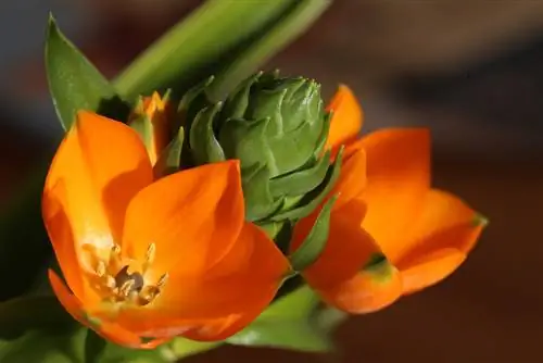 pielęgnacja ornithogalum dubium