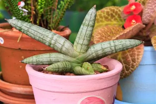 Sansevieria cylindrica nu tolerează bine tăierea