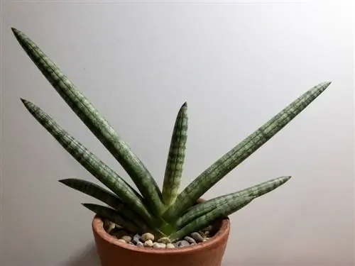 sansevieria-cylindrica- թունավոր