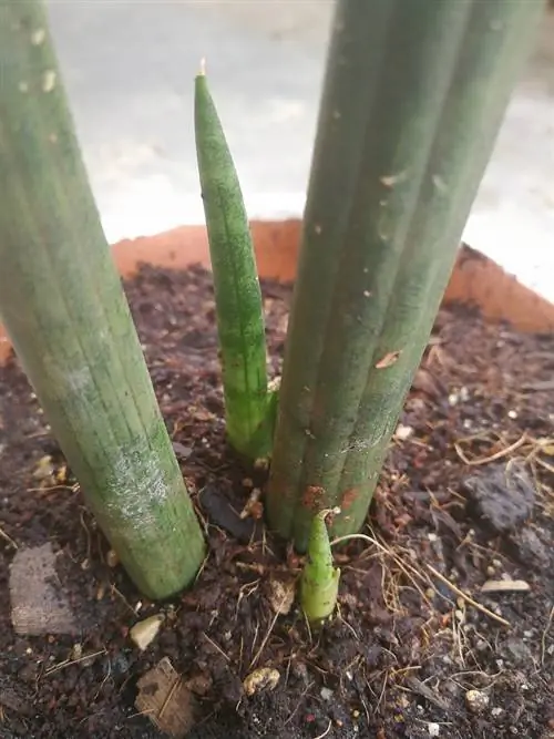 palaganapin ang sansevieria cylindrica