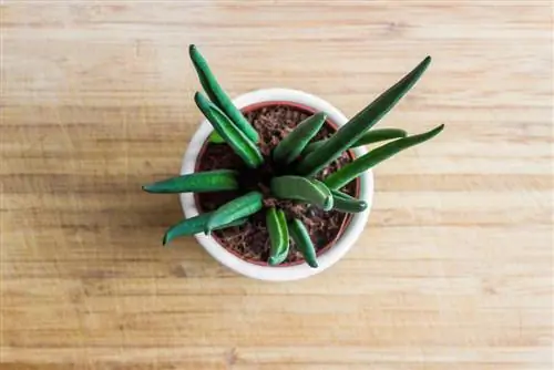 penjagaan sansevieria cylindrica