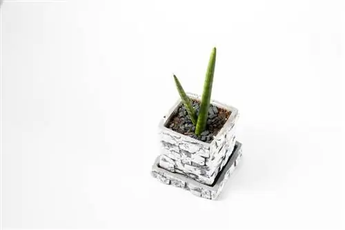 إعادة زراعة sansevieria-cylindrica