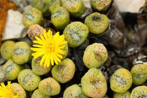 Conophytum እንክብካቤ፡ ለጤናማ "ህያው ድንጋዮች" ምክሮች