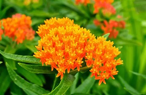 asclepias tuberosa խնամք