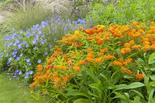 asclepias-tuberosa-บึกบึน