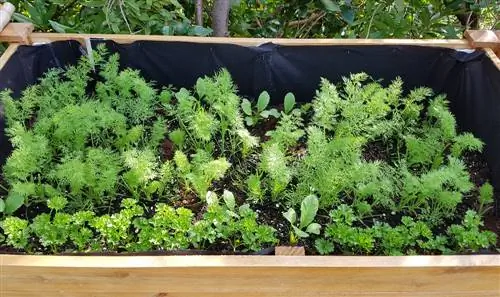 raised bed herbs