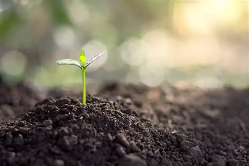 plantas cotiledóneas