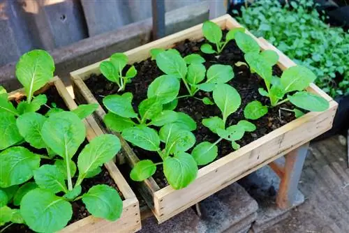 Raised bed made from fruit crates: Creative ideas for small areas