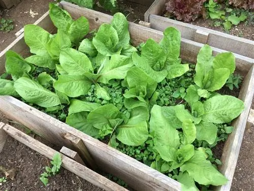 Riempi solo i letti rialzati con terra