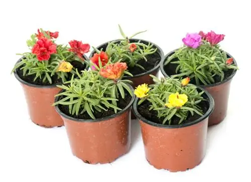 Lampranthus dayanıklı mı? Doğru kışlama için ipuçları