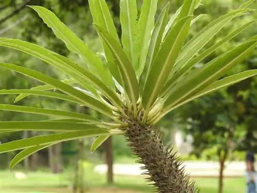 Pachypodium kev saib xyuas: cov lus qhia kom noj qab haus huv Madagascar xibtes