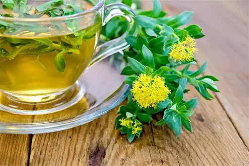 Medicinal plant rhodiola: Everything about cultivation and care