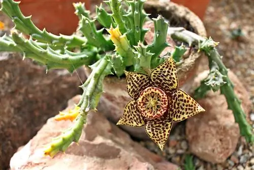 Stapelia qayğı